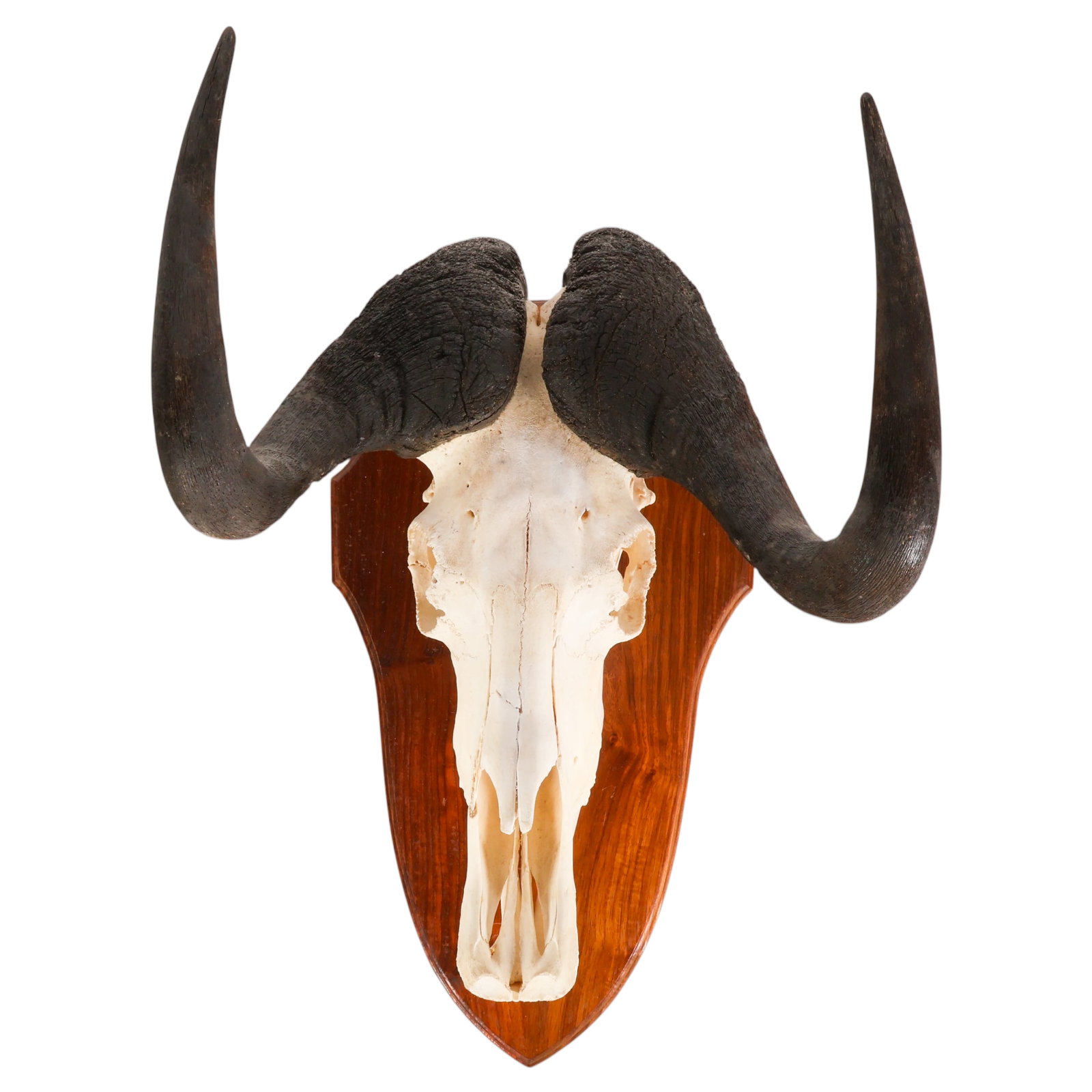 African Safari Black Wildebeest Skull Trophy Mount (1 of 6)