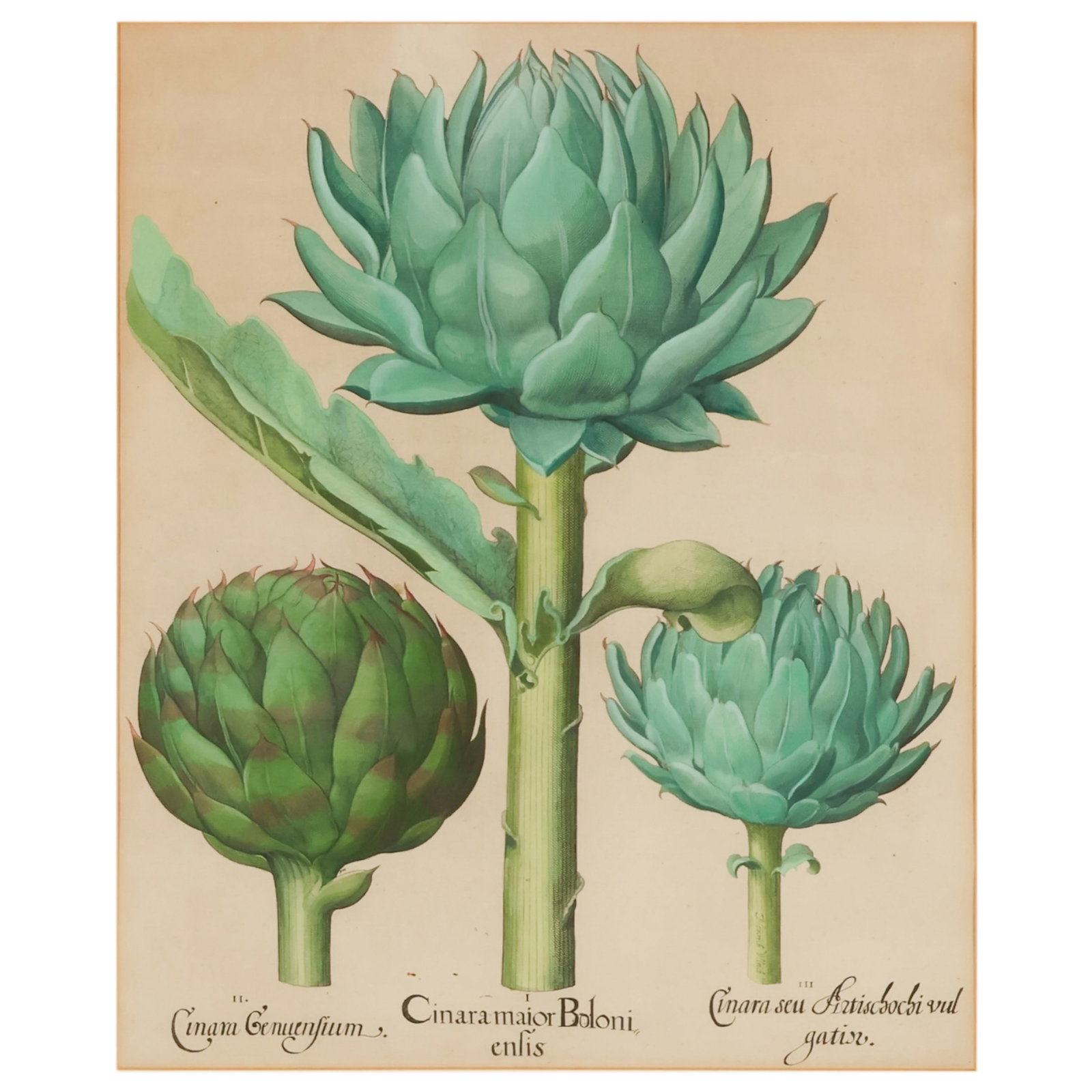Artichoke Engraving after Basil Besler 1561-1629: Basil Besler (German, 1561-1629), antique hand colored botanical engraving on paper after the artist depicting artichoke specimens identified in Latin as Cinara Genuesium, Cinara maior Boloniensis, an