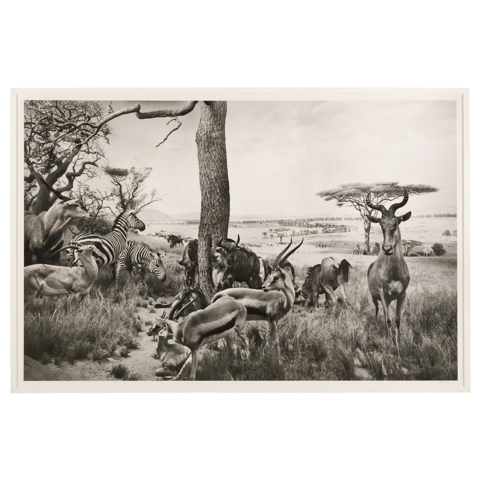 Serengeti Plains Diorama Black & White Photograph (1 of 6)