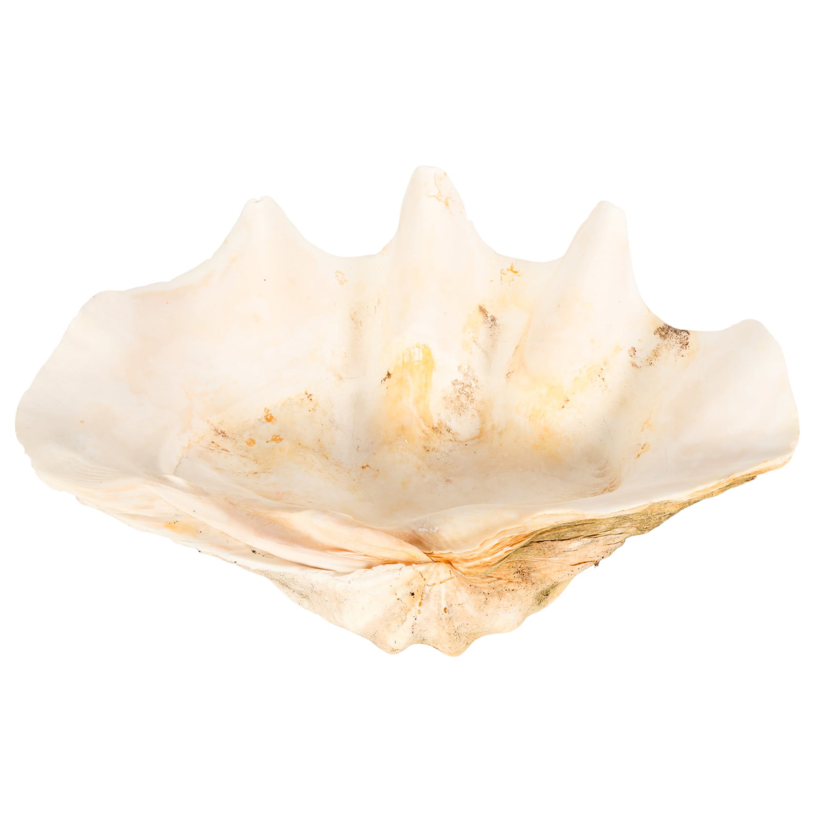 Authentic Giant Clam Shell 19" Tridacna Gigas Spec (1 of 6)