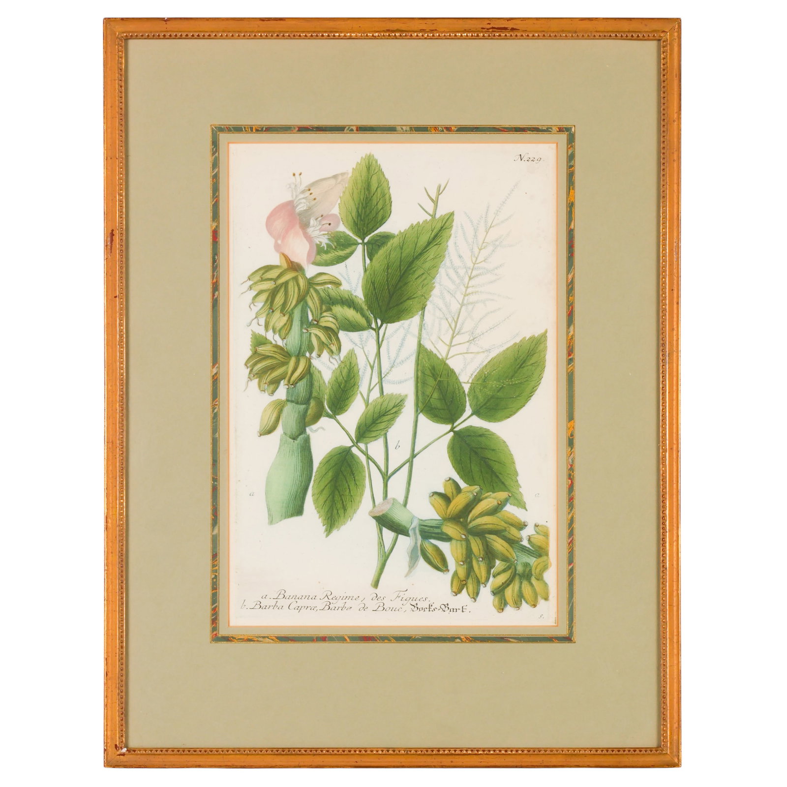 Antique Banana Regime des Figues Plant Engraving: Antique hand-colored botanical engraving on paper depicting a banana plant with fruit, foliage, and flower, identified in the plate as "Banana Regime, des Figues" and "Barba Capra, Barbe de Bouc," num