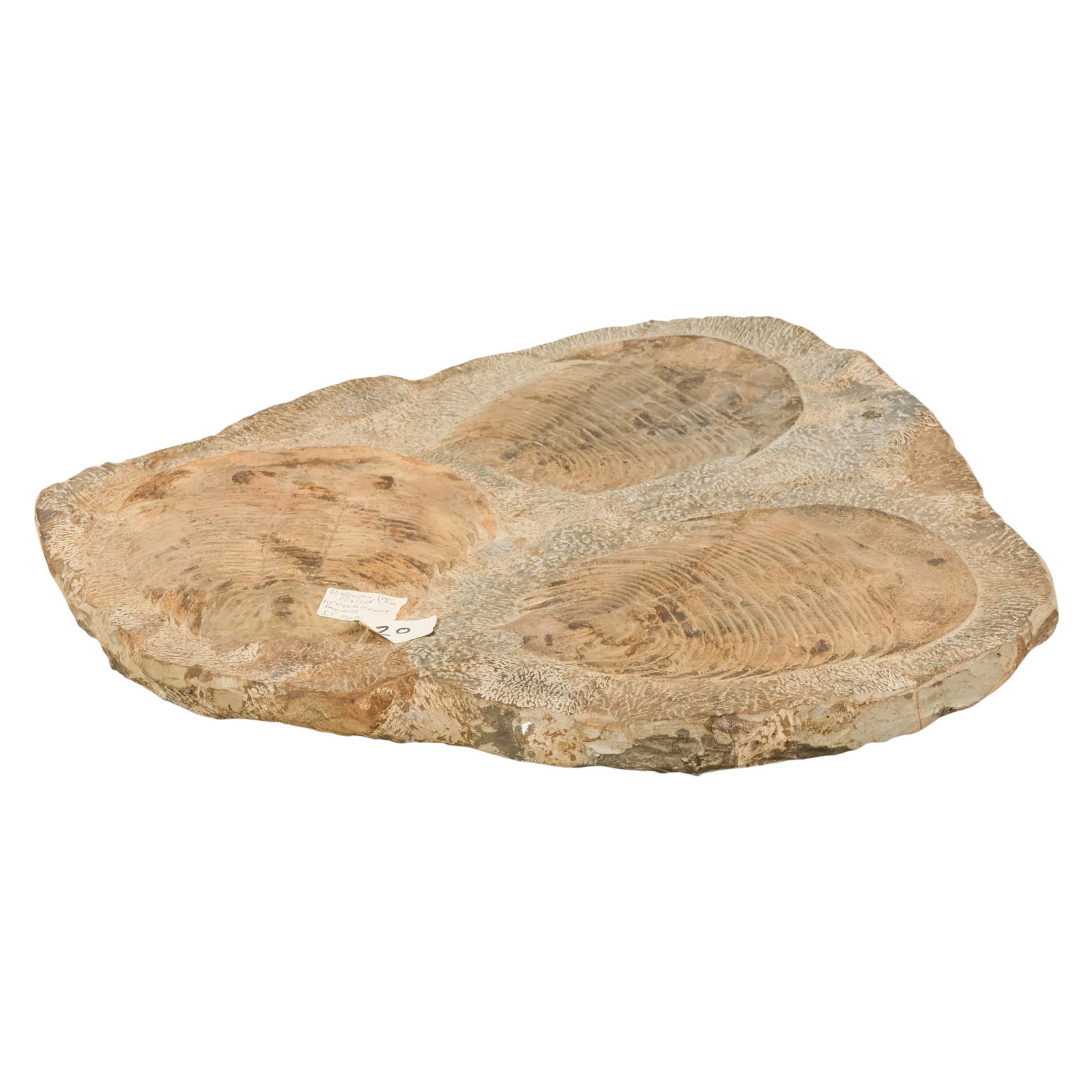 Devonian Period Trilobite Fossil Stone Specimen: Devonian period trilobite fossil specimen preserved in natural stone matrix dating to approximately 380 million years ago. The slab features three trilobite impressions embedded in sedimentary rock wi