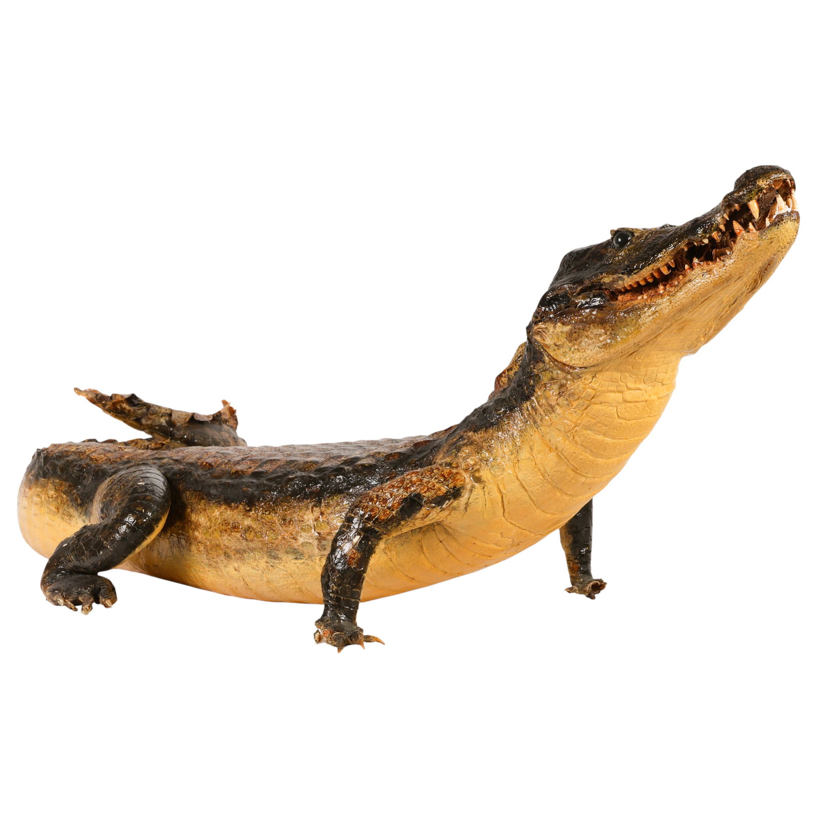 Full Body Mount 41" Taxidermy American Alligator (1 of 7)