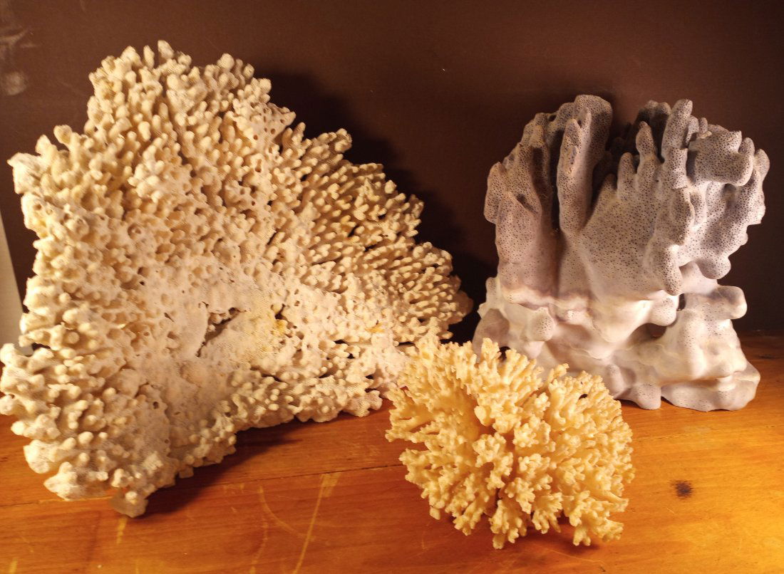 Lot of Very Old Large Coral Pieces (1 of 2)