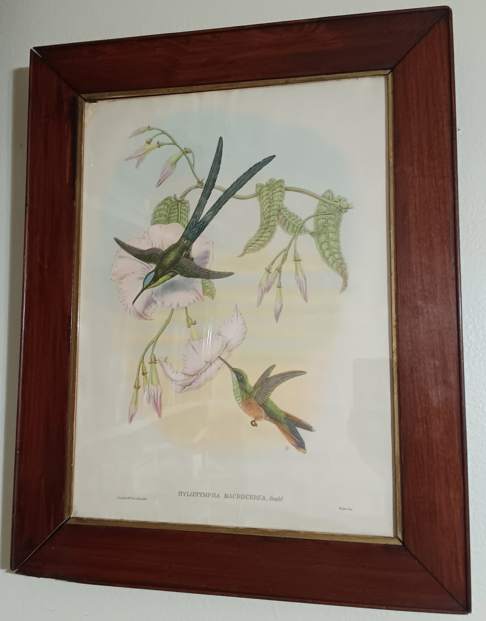 1940's Framed Gould Hummingbird Ornothological Print: Frame has a couple issues. Overall good. John Gould 1804-1881 american ornithologist.