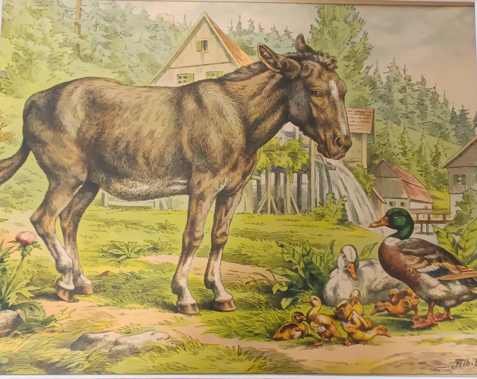 Albert Kull German 1855-1921 Children's Book Illustration Donkey Ducks (1 of 7)