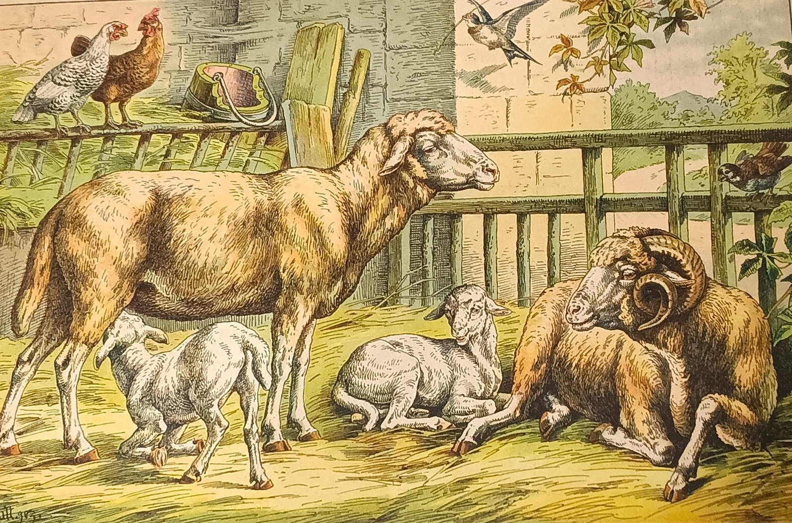 Albert Kull German 1855-1921 Children's Book Illustration Sheep (1 of 7)