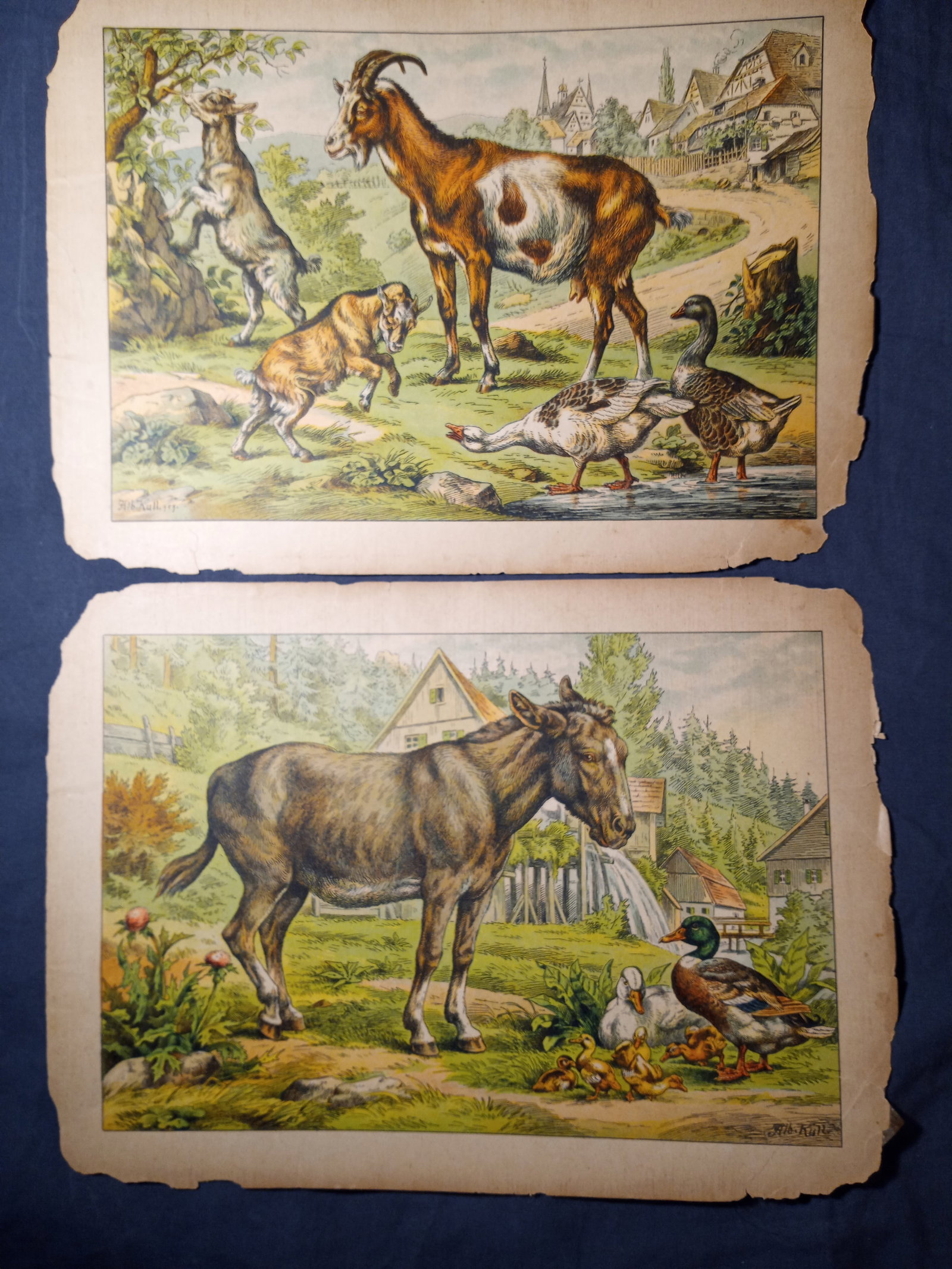 Pair Albert Kull German 1855-1921 Children's Book Illustration Donkey Ducks Goats: From a book of illustrations. Unsere Guten Freunde...Our Good Friends. From about 1880. Pellerin type printing process. Sight area measures 11 x 7 1/2 inches. Will be shipped flat file between to stif
