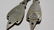Pair Vintage French Designer Silver Champleve Earrings - 2