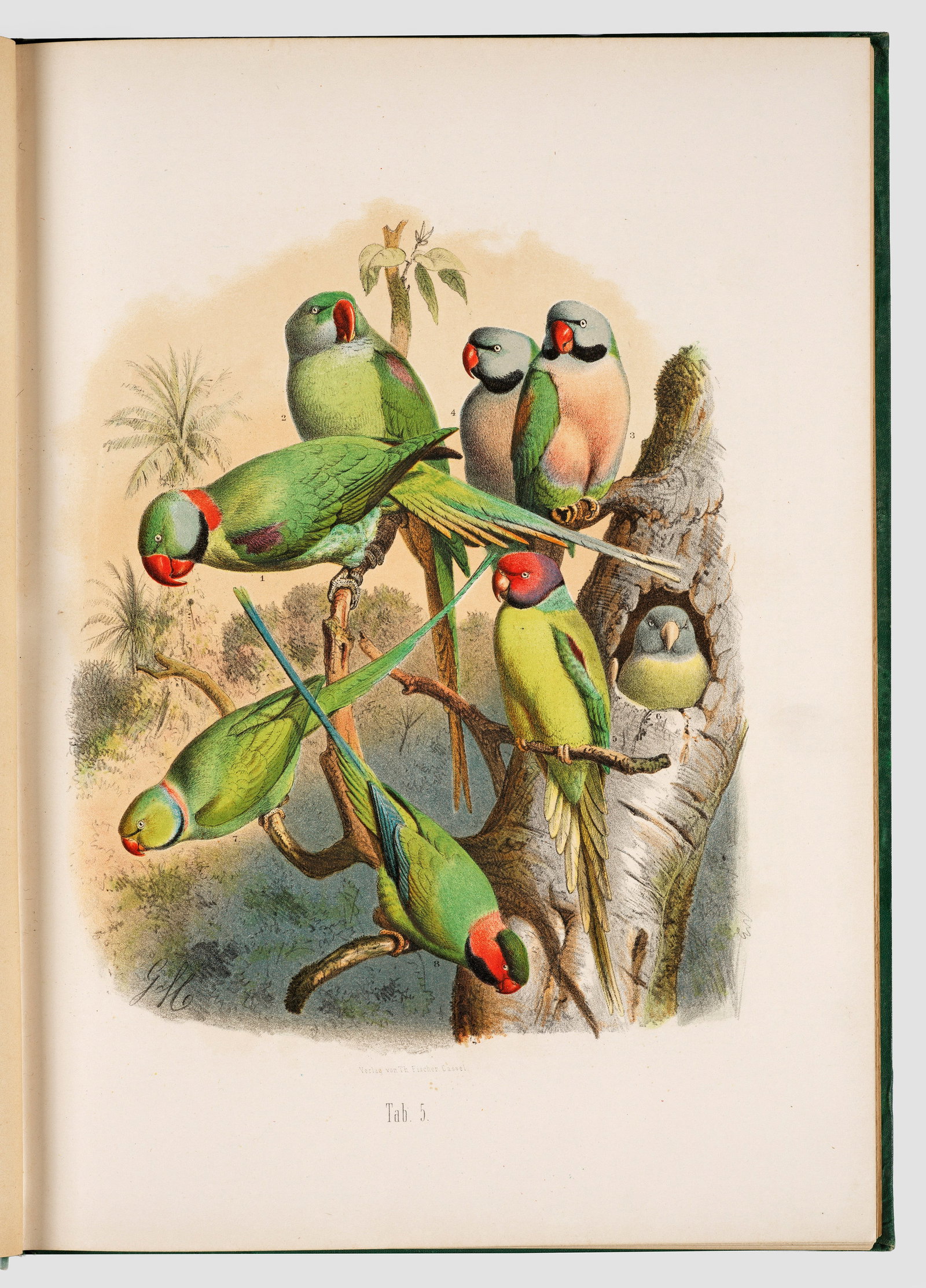 Anton Reichenow: "Vogelbilder aus fernen Zonen. en und Beschreibungen der Papageien." Originatitel Verlag von Theodor Fischer, Kassel 1878-1883. Mit 33 chromolithograhischen Tafeln nach Aquarellen von G. Mützel; 5 Bl