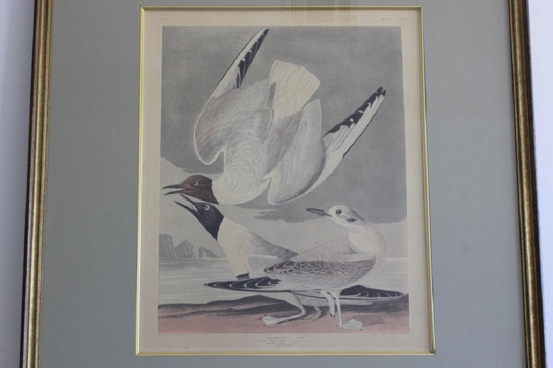 19thC Print of Birds, Bonapartian Gull (1 of 6)