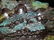 Chinese Unusual Carved Jade Boulder on Wooden Base - 4