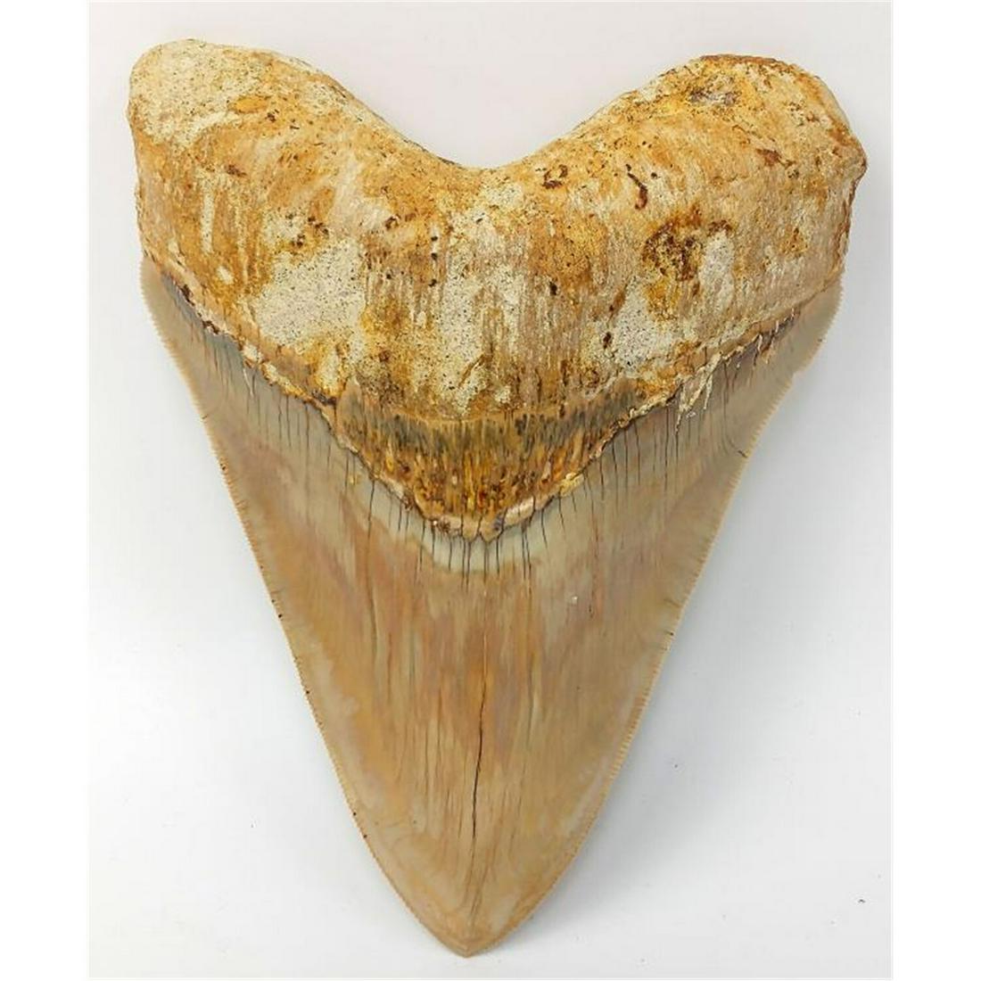 Large Megalodon Shark Tooth: Large Megalodon Shark Tooth. Probably Indonesia. Condition: Generally Good Condition. With good Striations. One very small loss. Dimensions: H-5.35" x W-4". Provenance: From a Mid West Collector. Plea