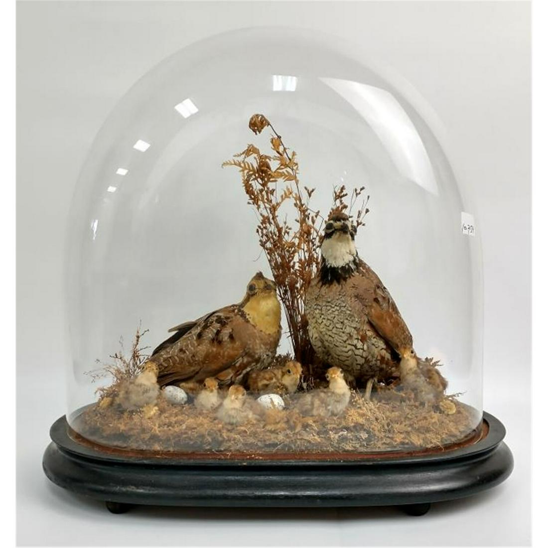 Antique Diorama of Birds &Chicks Under Domed Glass: Antique Diorama of Birds & Chicks Under Oval Domed Glass. Condition: Generally Very Good Condition. Dimensions: L-15", W-8", H-14". Provenance: From a New Jersey Estate. Please note the absence of a c