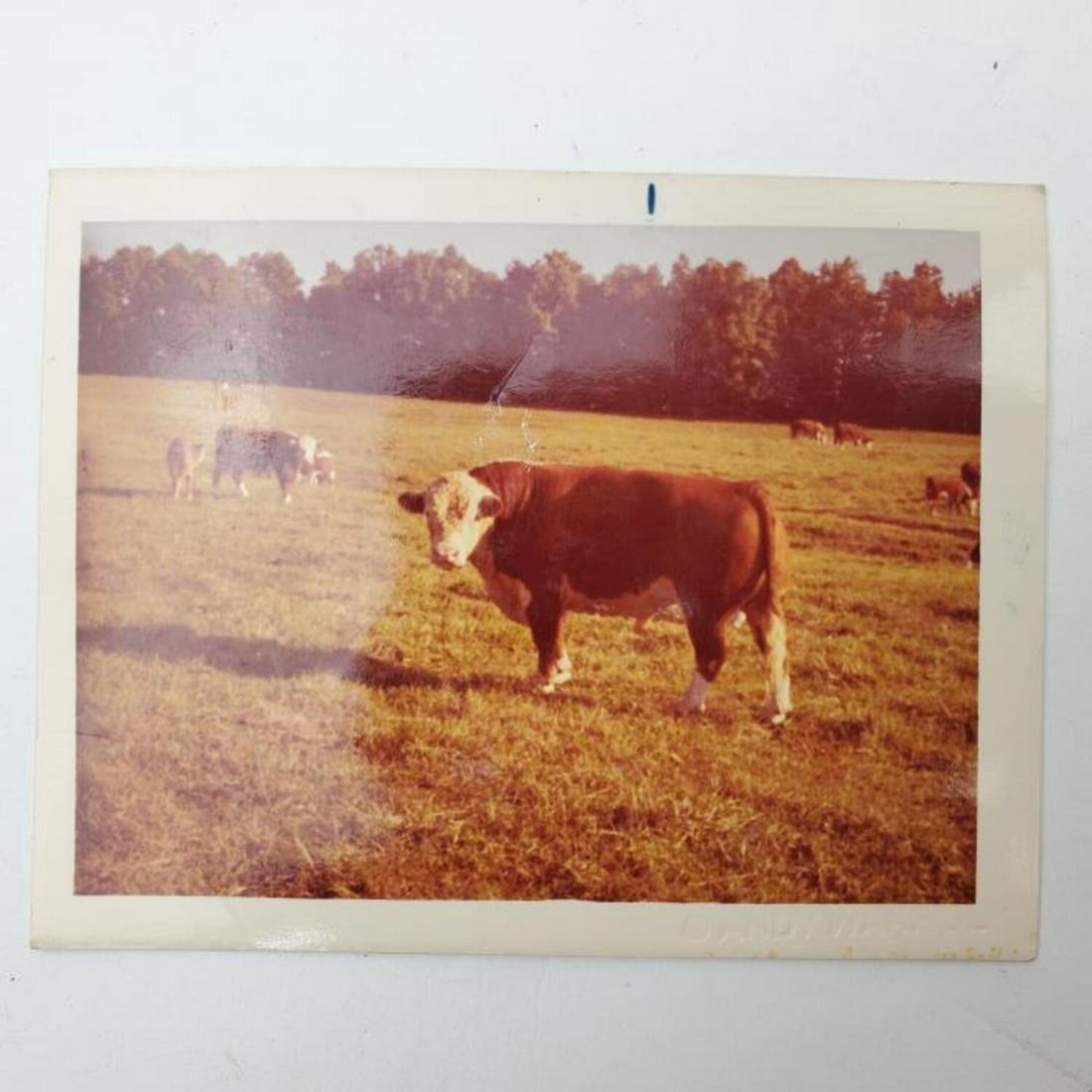 Estate of Andy Warhol & Blind Stamp Polaroid "Cow": Estate of Andy Warhol and Blind Stamp Polaroid of "Cow". Condition: Generally Good. Dimensions: 4.5" x 3.5". Provenance: From a Private Collection. Please note the absence of a condition report does n