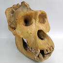 Rare Authentic African Gorilla Skull, Dated 1932