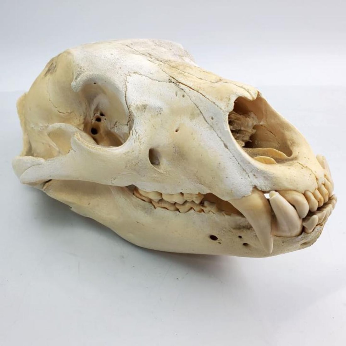 Rare Antique Authentic Two Part Animal Skull (1 of 9)