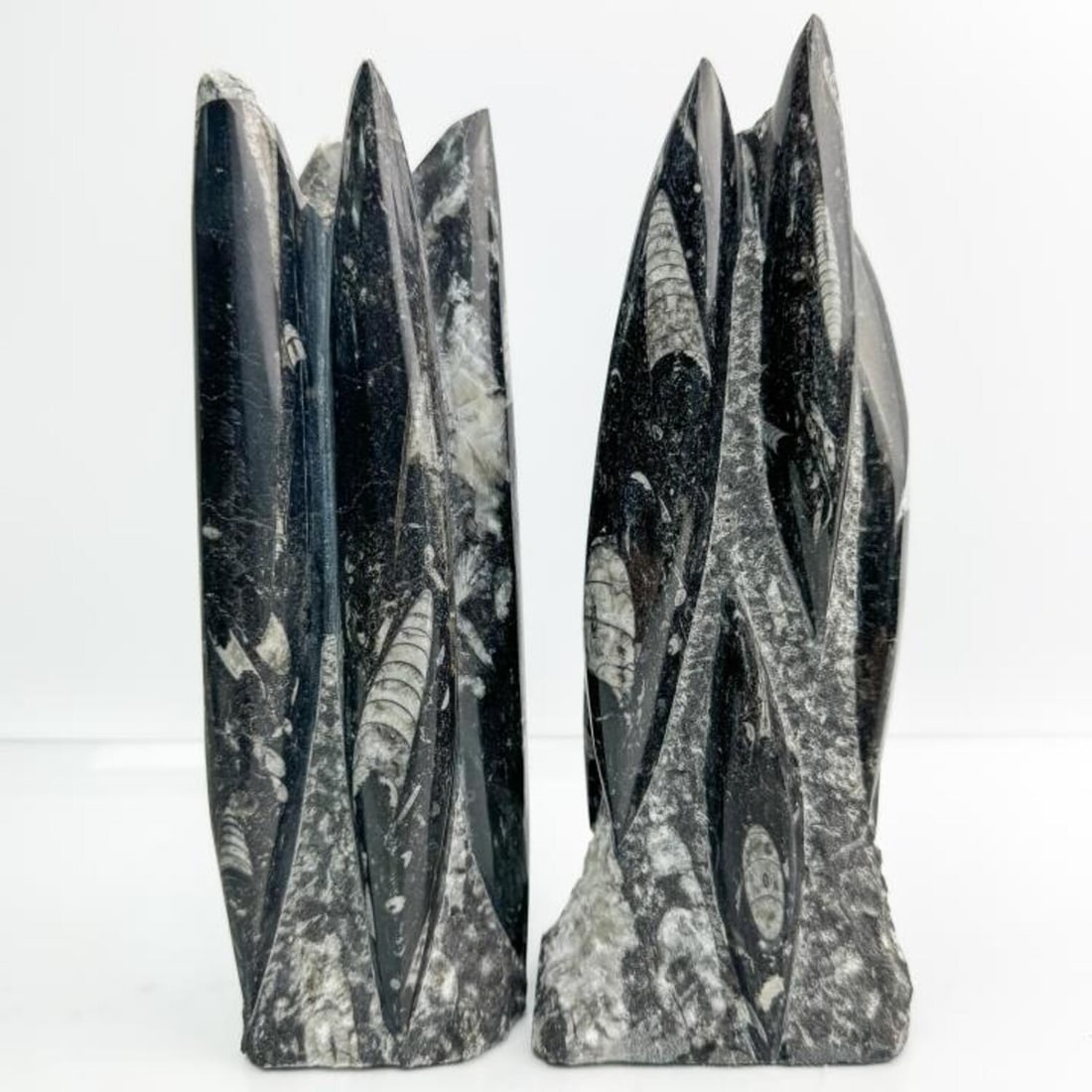 Lot of 2 Early Fossilized Stones Old Orthoceras (1 of 6)