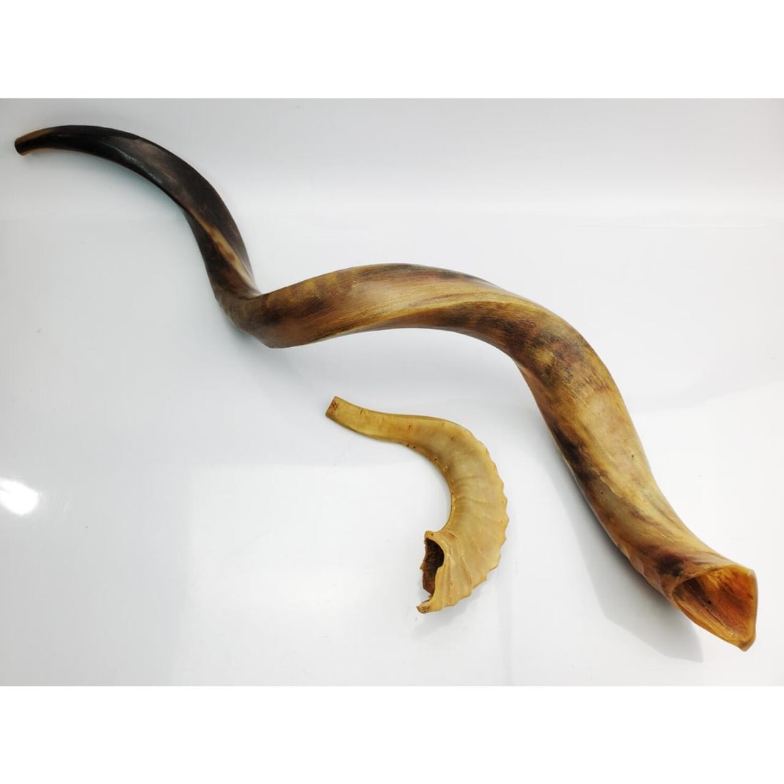 Very Large Judaica Animal Horn Shofar w/ Another (1 of 3)