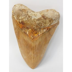 Authentic Megalodon Shark Tooth
