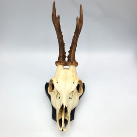 Roe Deer Skull w/ Antlers on Wood Base