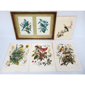 Lot of Artworks/Prints Depicting Birds