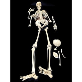 Vintage Real Human Full Body Medical Skeleton
