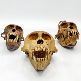 Lot of 3 Probably African Monkey Skulls