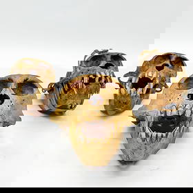 Lot of 3 Probably African Monkey Skulls: Lot of 3 Probably African Monkey Skulls. Condition: Generally Very Good. Dimensions: L- 6.5" x W- 4.25". Provenance: From a Long Island, NY Home. Please note the absence of a Condition Report does not