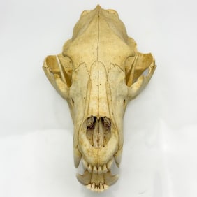 Rare Grizzly Bear Skull From Montana