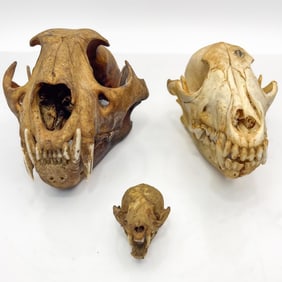 Lot of 3 Animal Skulls