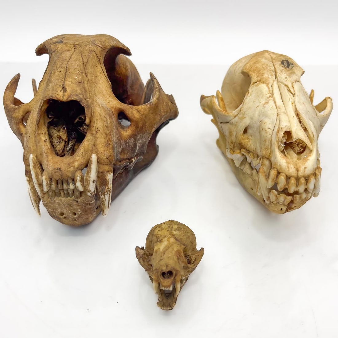 Lot of 3 Animal Skulls (1 of 5)