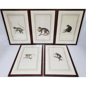 After Jean-Baptiste Audebert, French (1759-1800)