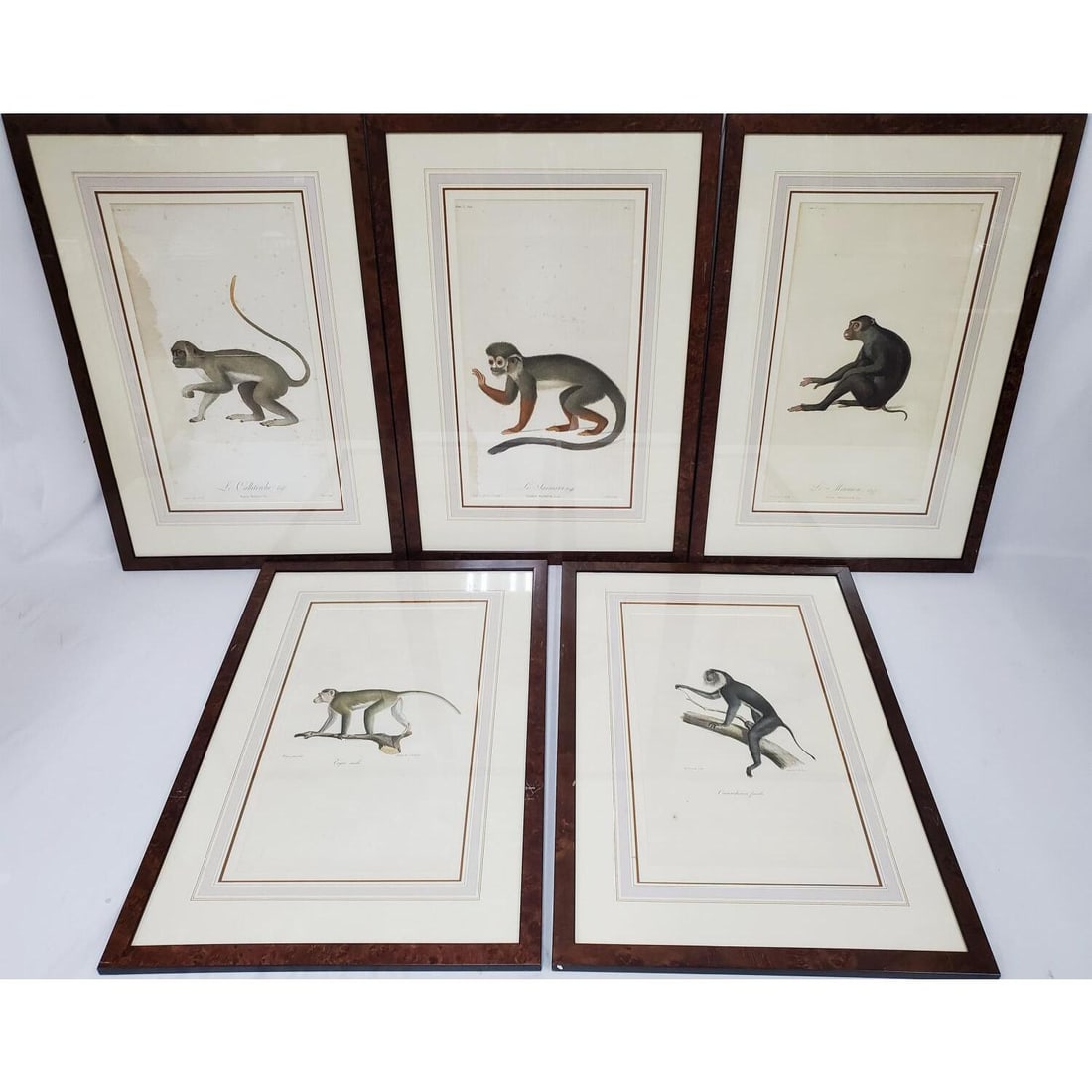 After Jean-Baptiste Audebert, French (1759-1800) (1 of 7)