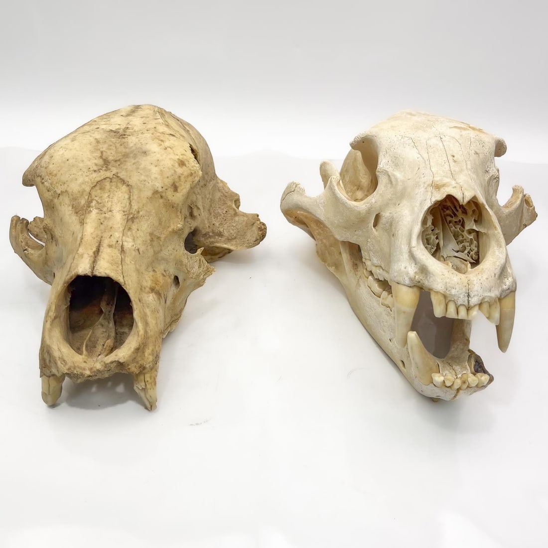 Lot of 2 Black Bear Skulls (1 of 4)