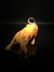 Chinese Buffalo - 2