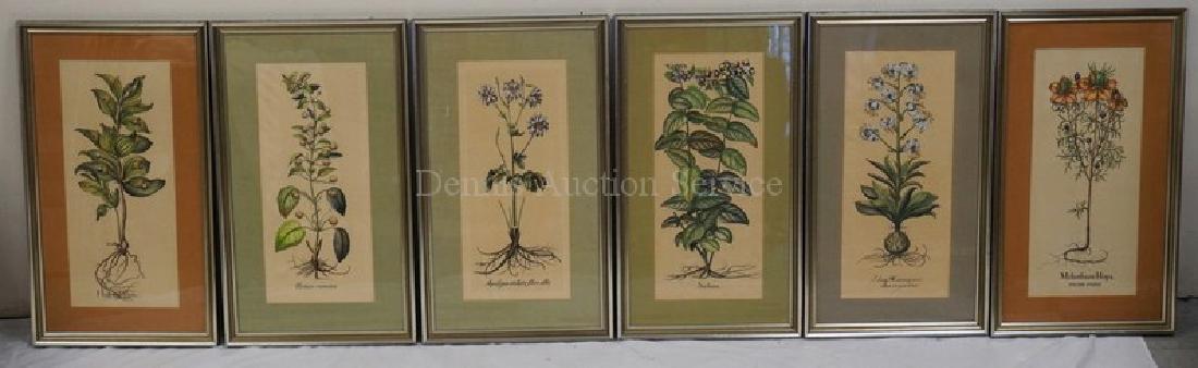 SET OF 6 HAND COLORED BOTANICAL ENGRAVINGS. 18 1/4 X 19 (1 of 6)