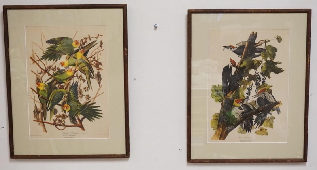 LOT OF 2 AUDUBON BIRD PRINTS. *CAROLINA PARROT* AND (1 of 3)