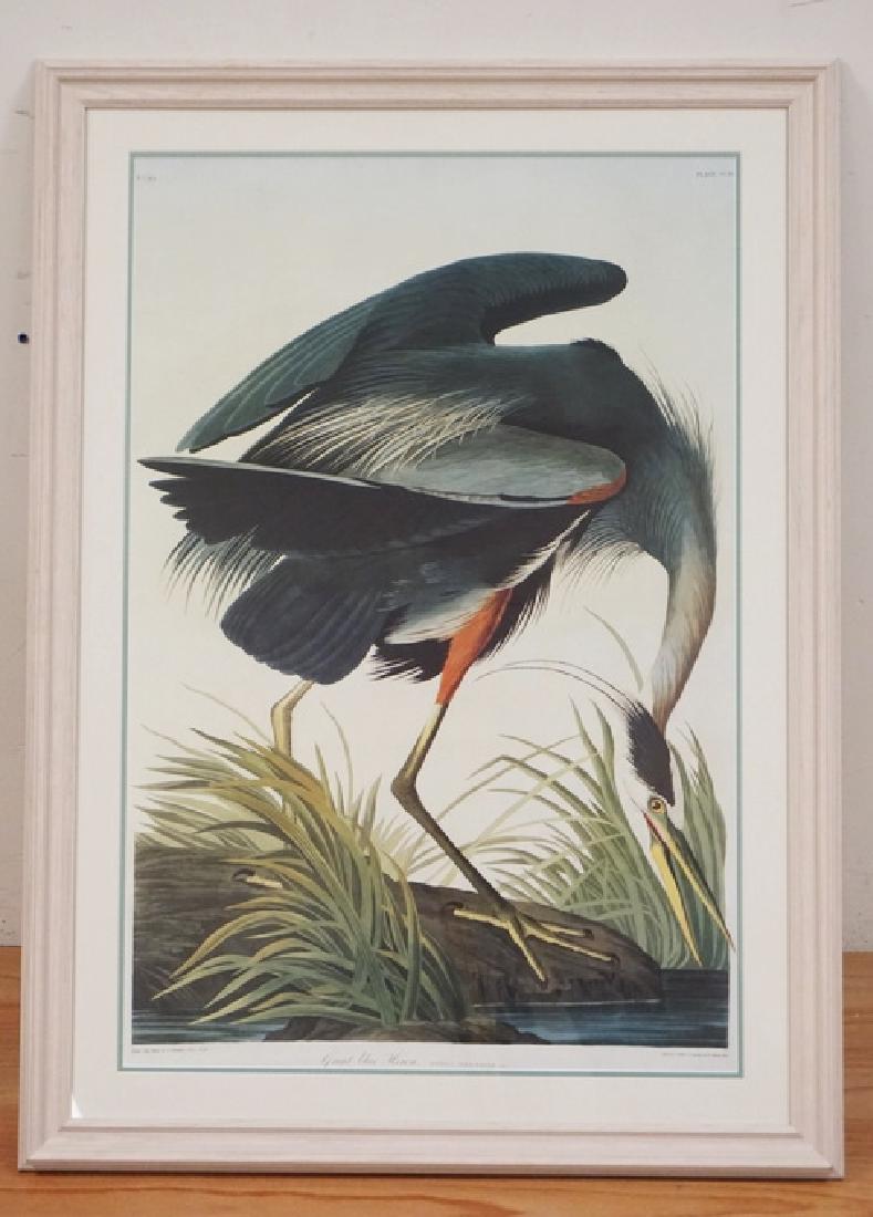LARGE AUDUBON PRINT OF A *GREAT BLUE HERON*. ENGRAVED (1 of 3)