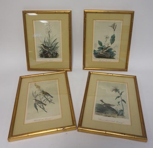 LOT OF 4 COLORED BIRD ENGRAVINGS (1 of 2)