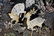 BLACK LACQUER ARMIORE WITH INTRICATE MOTHER OF PEARL - 4