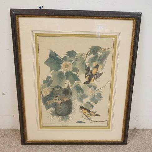 AUDUBON BALTIMORE ORIOLE (1 of 6)