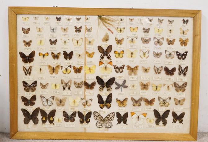 FRAMED BUTTERFLY DISPLAY (1 of 4)