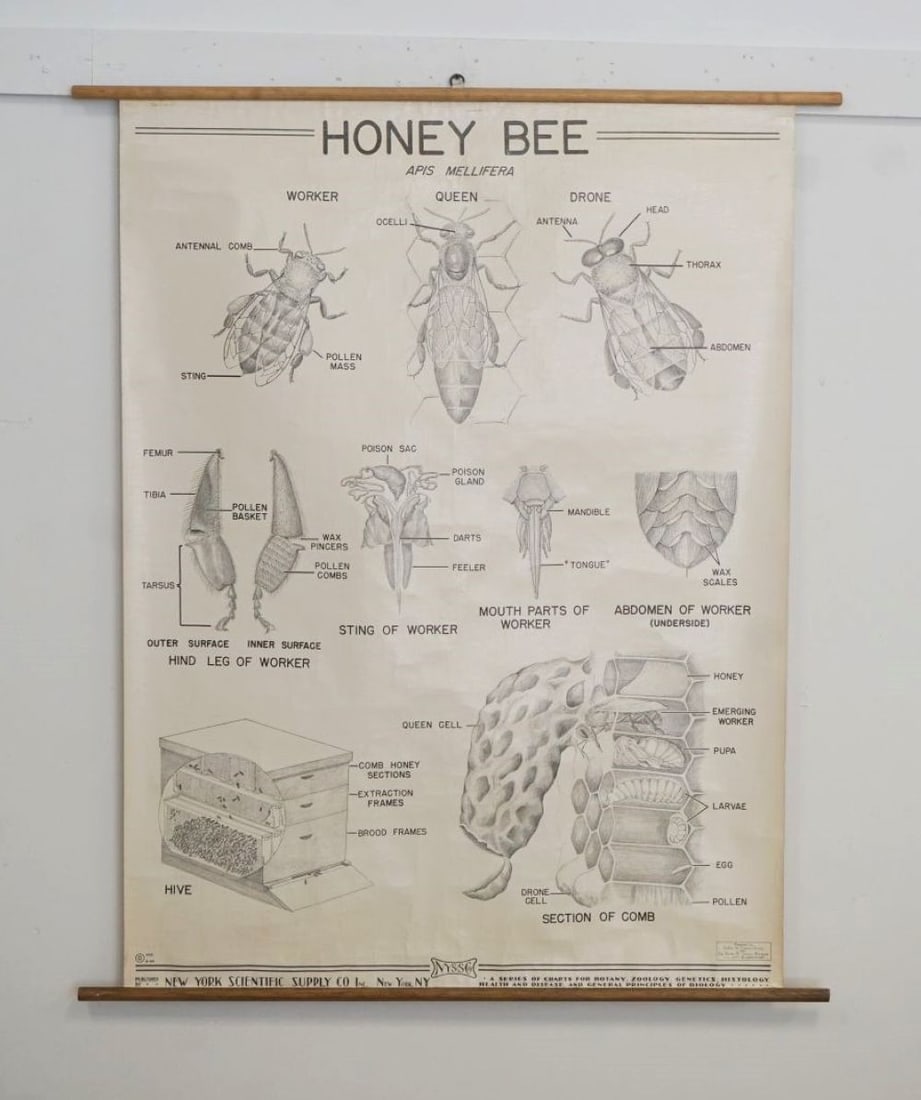HONEYBEE WALL CHART (1 of 2)