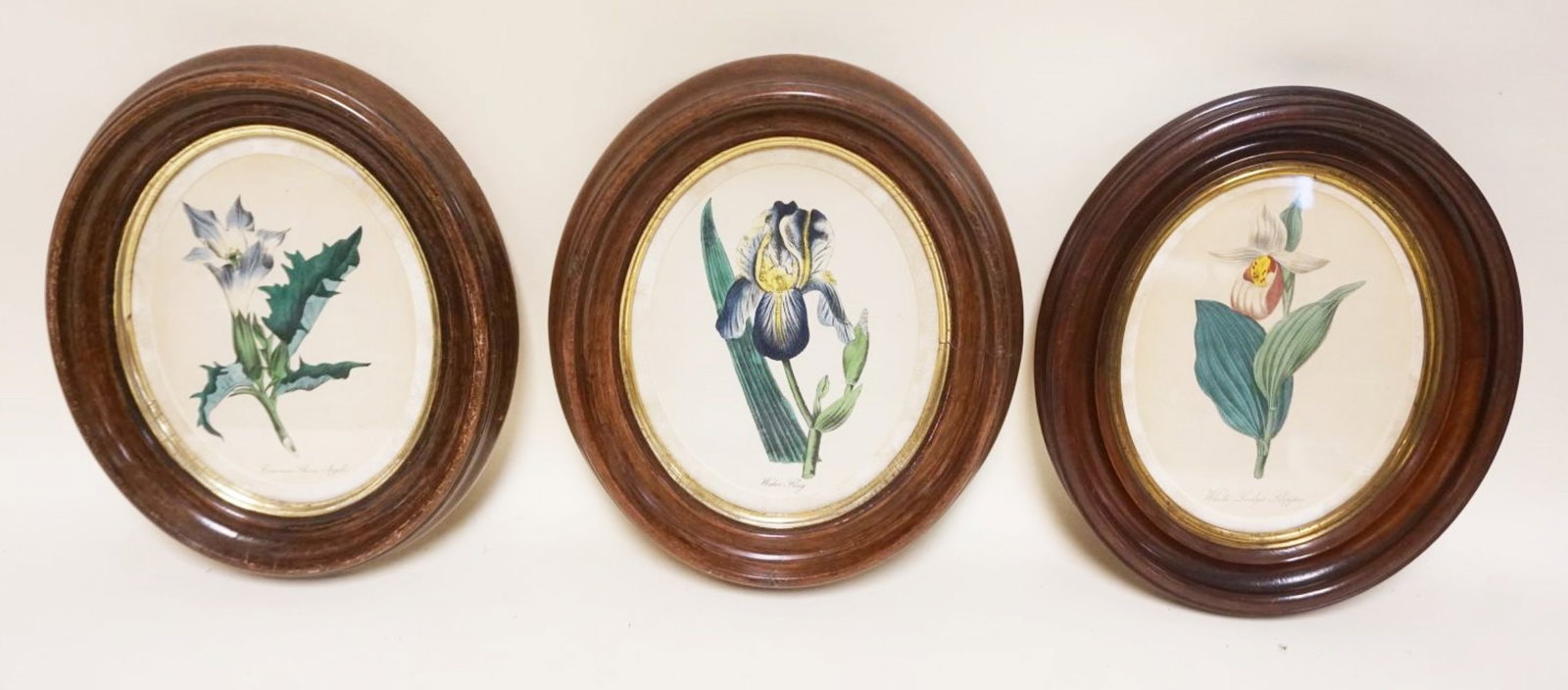VICTORIAN OVAL WALNUT FRAMES: VICTORIAN OVAL WALNUT FRAMES 3 MATCHING W/BOTANICAL PRINTS, APPROXIMATELY 11 IN X 14 IN