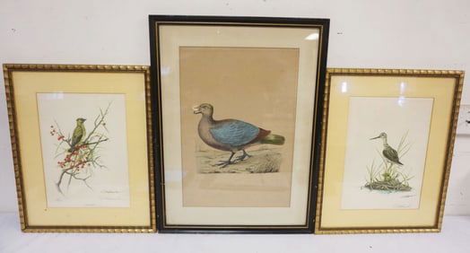 3 FRAMED BIRD PRINTS