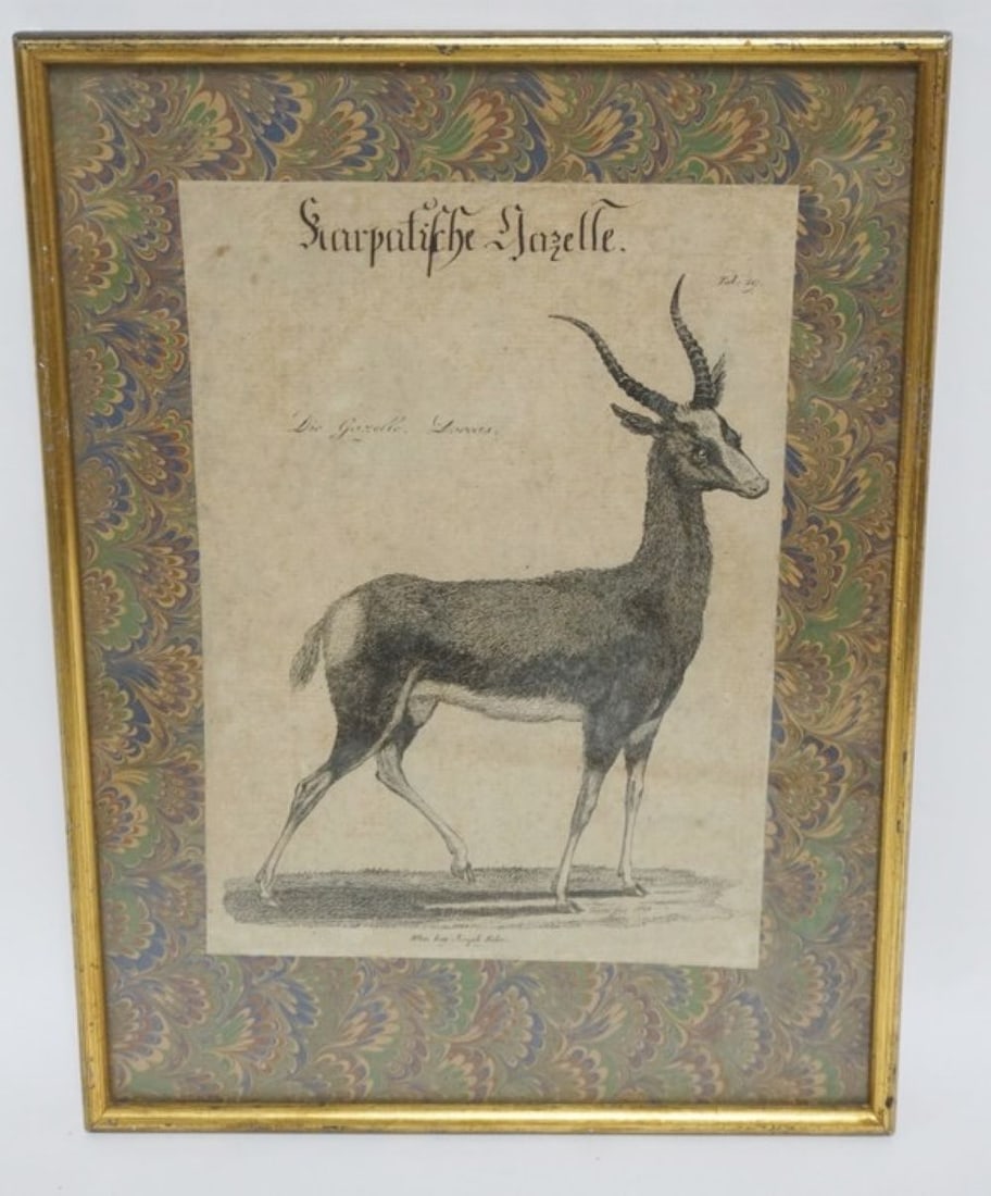 FRAMED ANTIQUE ENGRAVING OF A GAZELLE: FRAMED ANTIQUE ENGRAVING OF A GAZELLE, APPROXIMATELY 11 IN X 15 IN OVERALL