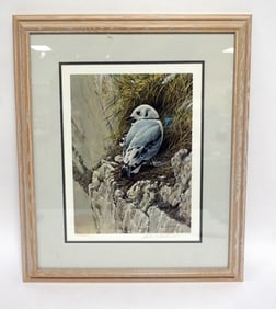 ROBERT BATEMAN YOUNG KITTIWAKE