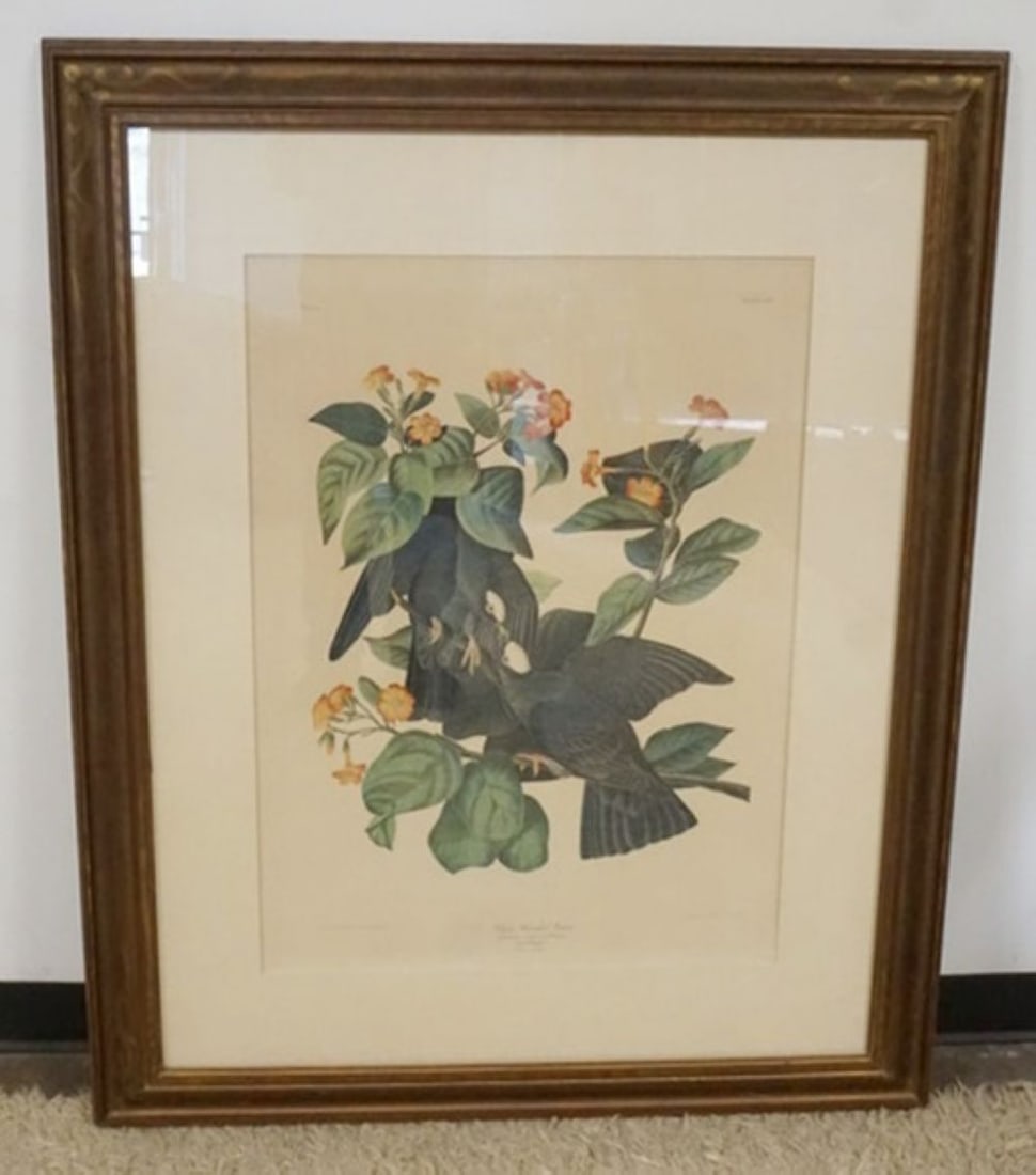 AUDUBON PRINT: LARGE FRAMED AND MATTED AUDUBON PRINT *WHITE HEADED PIGEON*, APPROXIMATELY 40 IN X 51 IN OVERALL