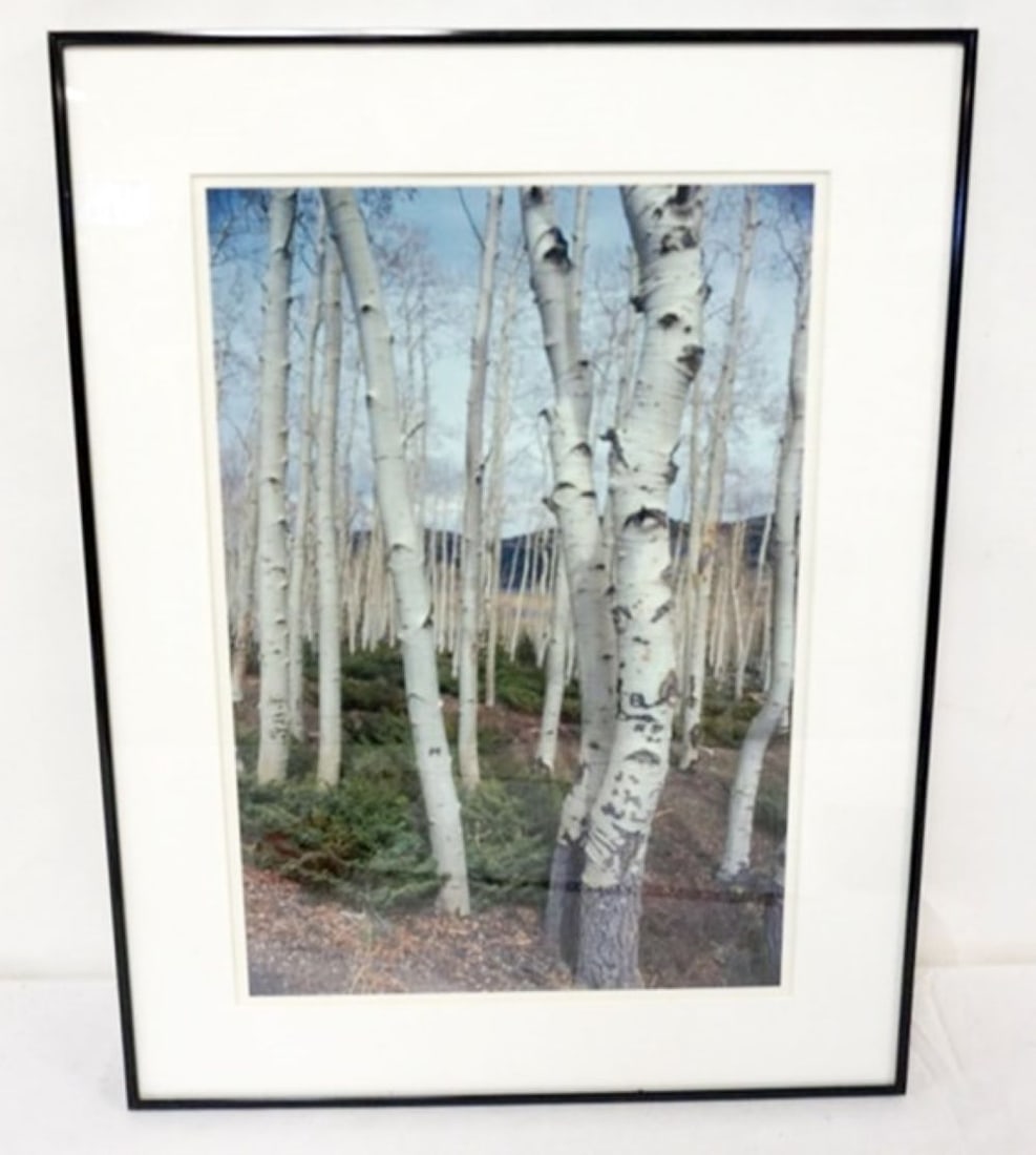 ROMAN BARRIAK PHOTO: ROMAN BARRIAK FRAMED AND MATTED PHOTO OF BIRCH TREES, ASPEN GROVE, FISH LAKE UTAH, APPROXIMATELY 18 IN X 24 IN OVERALL